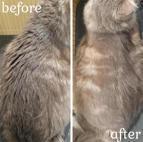 Cat Grooming Shaved Fur