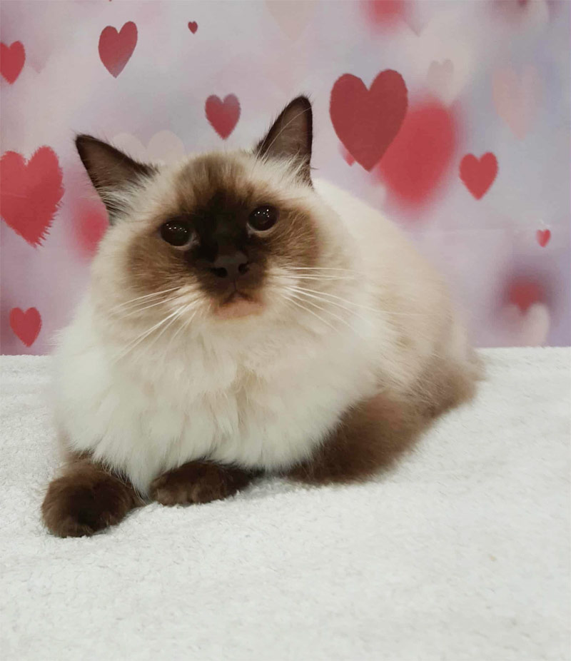 Kitty Concierge Cat Grooming