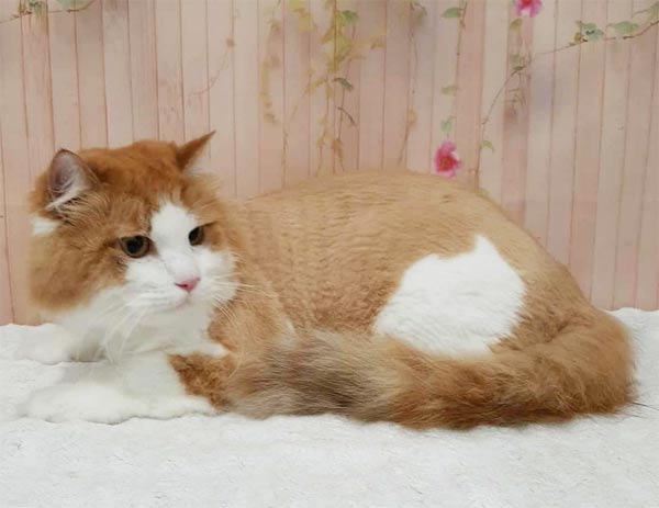 Professional Cat Grooming