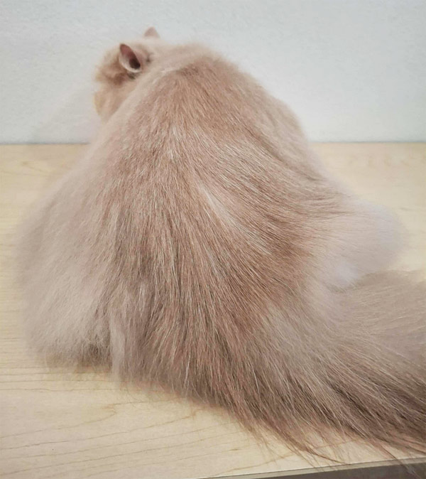 Soft Clean Fur Groomed Cat