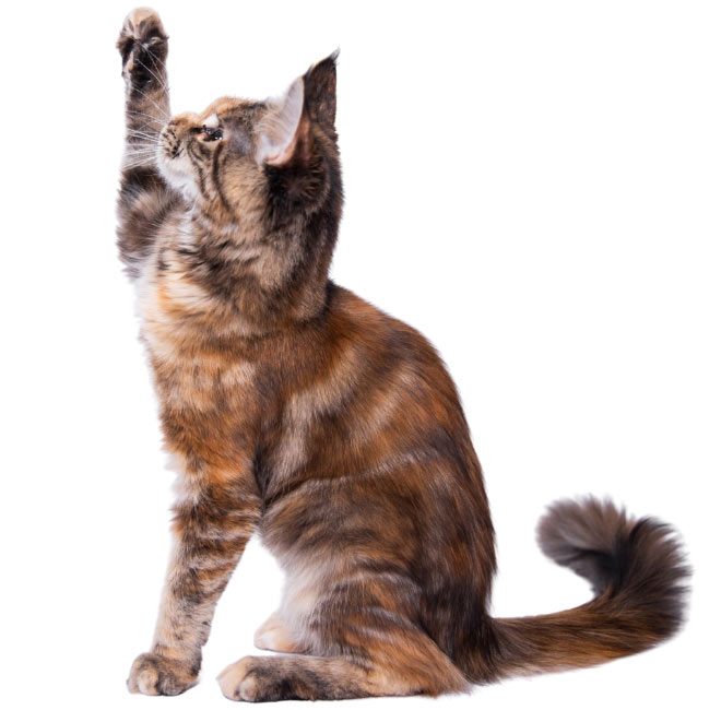 Cat Grooming Faqs