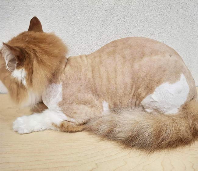 Lion Clip Cat Grooming